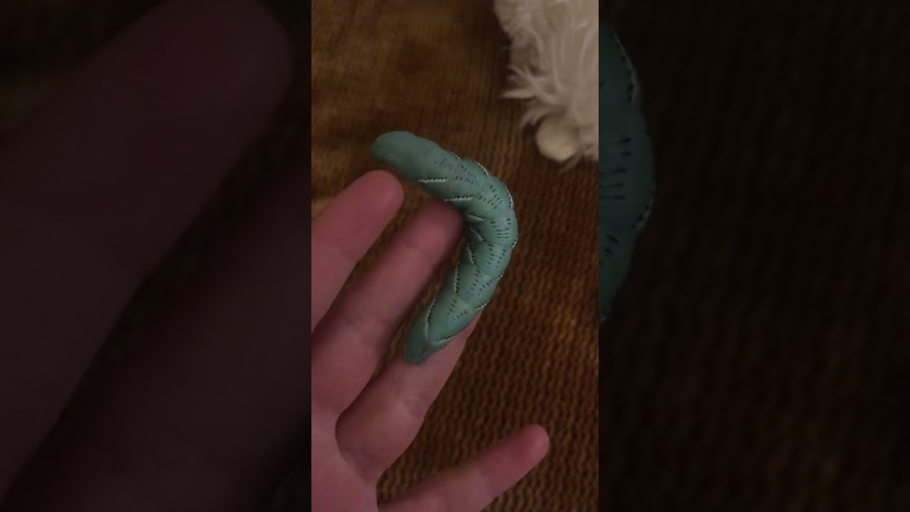 A Lesson on Tobacco Hornworms (Manduca Sexta) the Carolina Sphinx Moth Caterpillar
