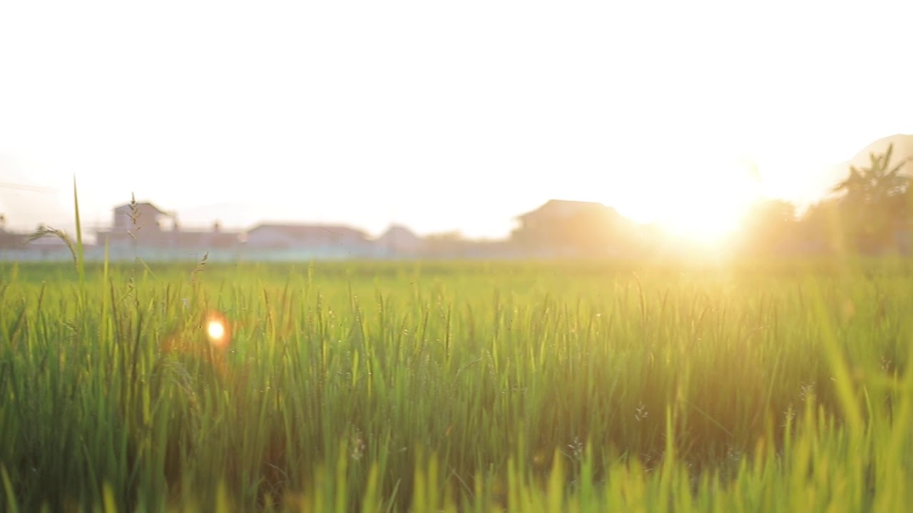Rice Paddy Field [Stock Footage Free]