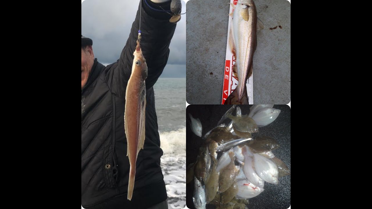 Vissen op de laatste dag van 2020!  Heel veel Platvis Schar🐟🐟 🔥Waw👌👍