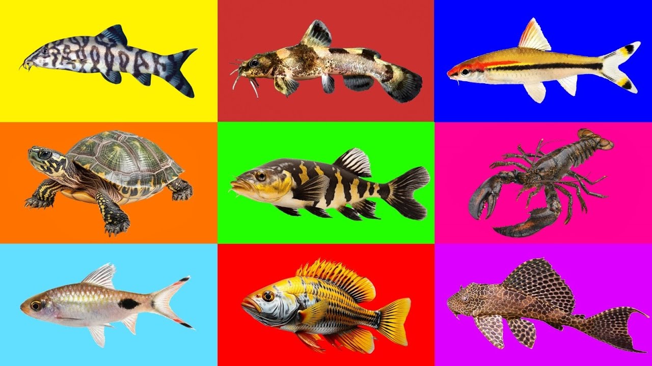 Fish: Denison Barb, Filament Barb, Loach, Catfish, Pleco Fish, Leporinus Fish, Cichlid, Crawfish