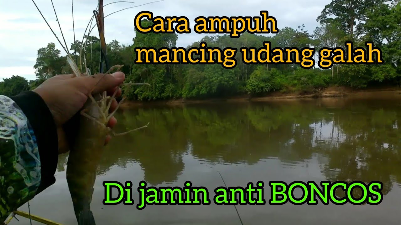 Tips dan trik mancing udang galah