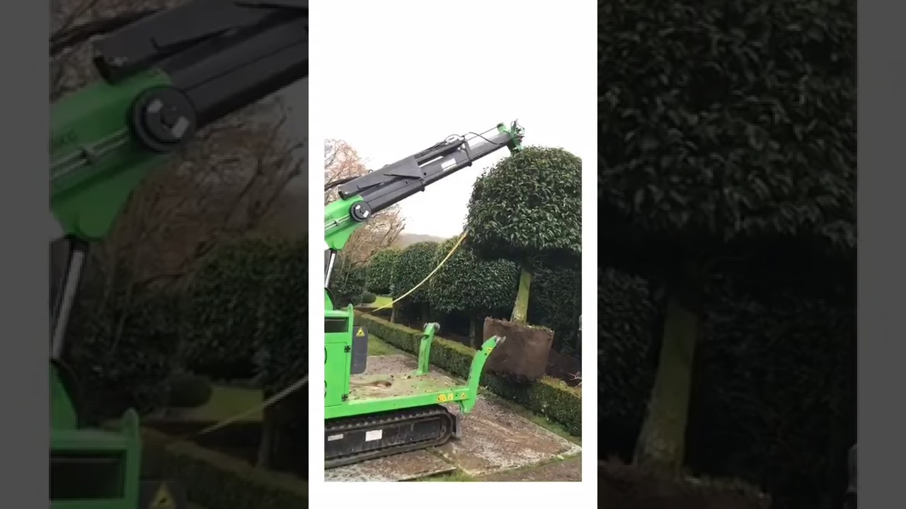 The Hooka planting large rootball trees