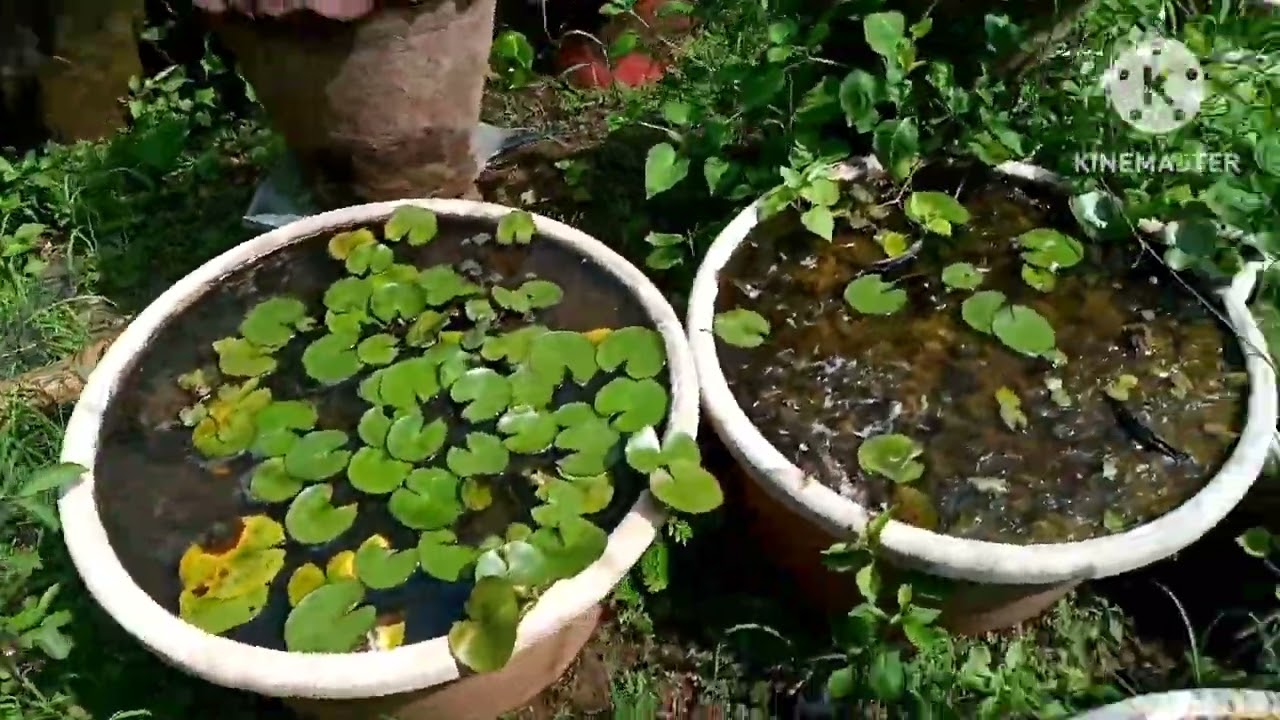 Big Nursery visit @Floweringgardenvlog