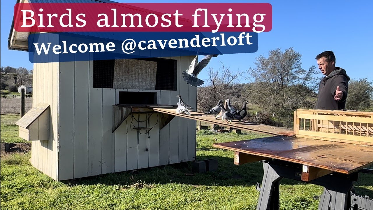 More Settling Pigeons 2023 YB plus CAVENDER LOFT BIRDS!