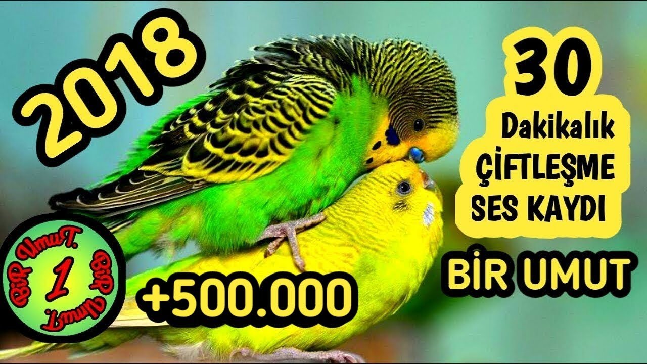 30 dk MUHABBET KUŞU ÇİFTLEŞME SESİ