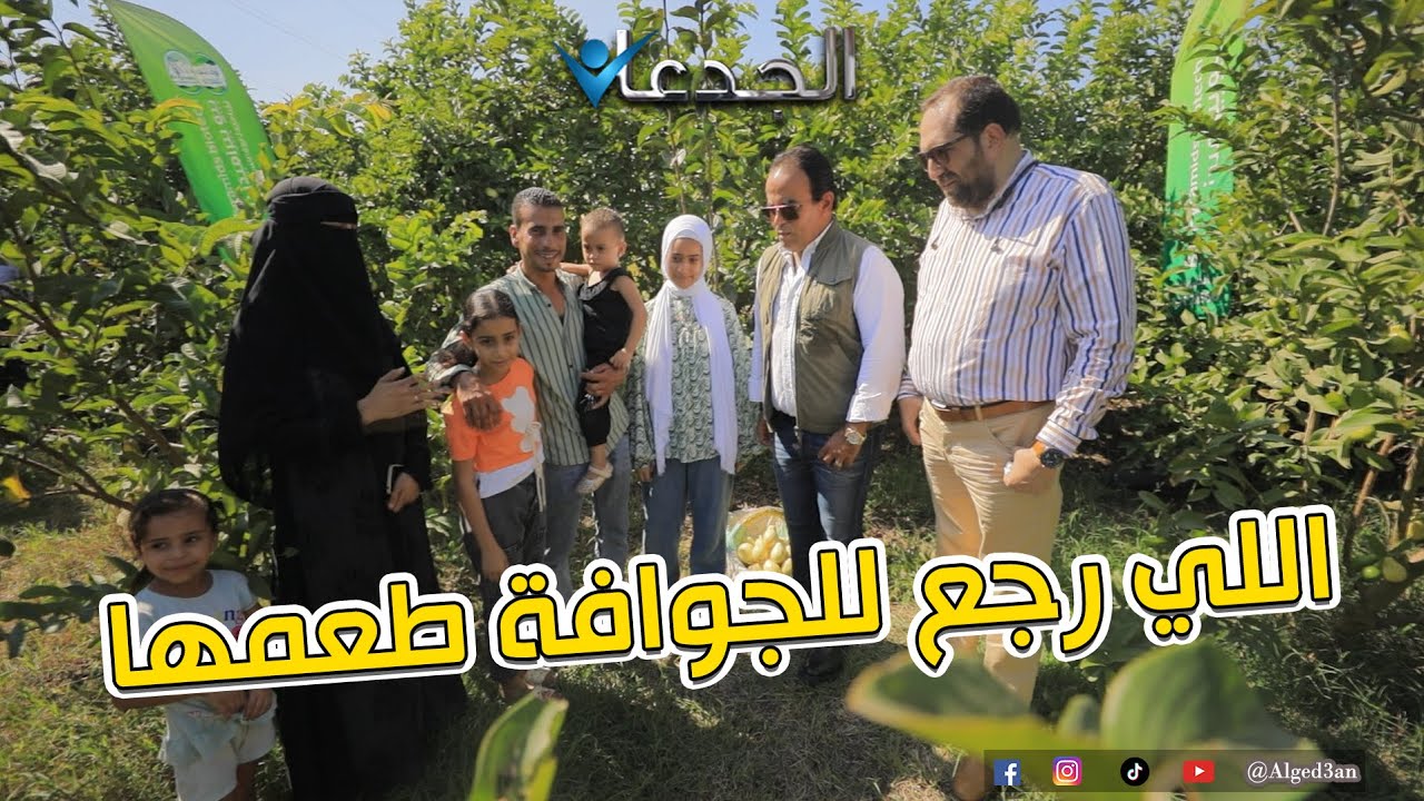 أحمد خالد.. رجع للجوافة طعمها الحلو وريحتها اللي تجنن .. مرزق