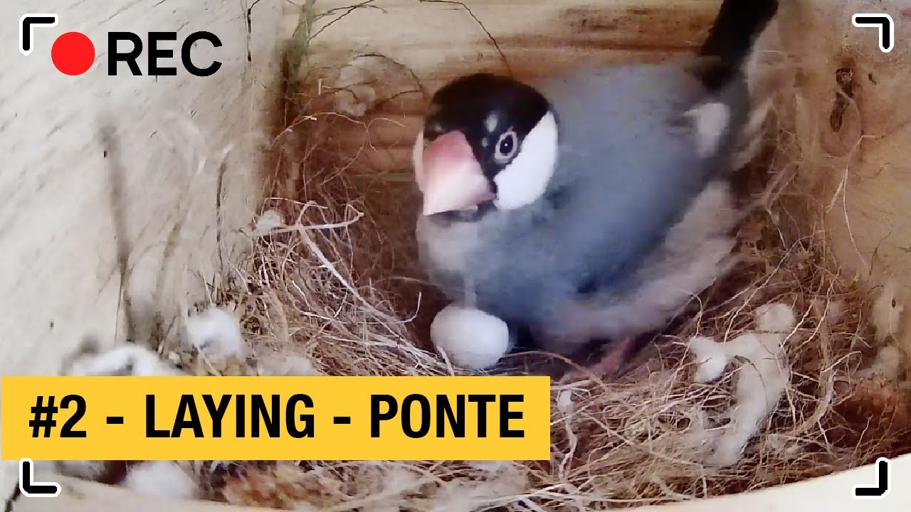 Henri & Paulette #2 : LAYING | PONTE | Java sparrow - Padda with camera in the nest