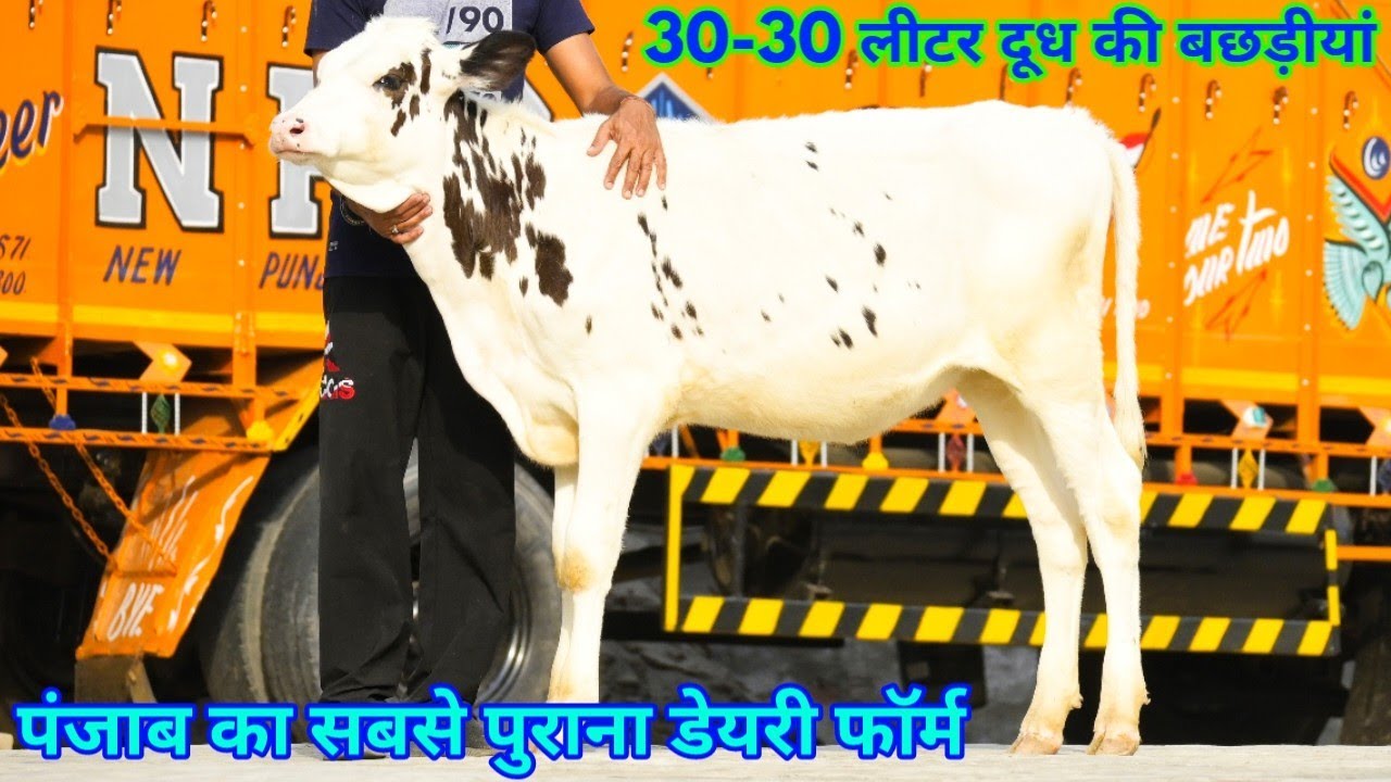 बछड़ीयां ही बछड़ीयां, 10 Pregnant Heifers Sold for Maharashtra, SK Dairy Farm, Moga, Punjab