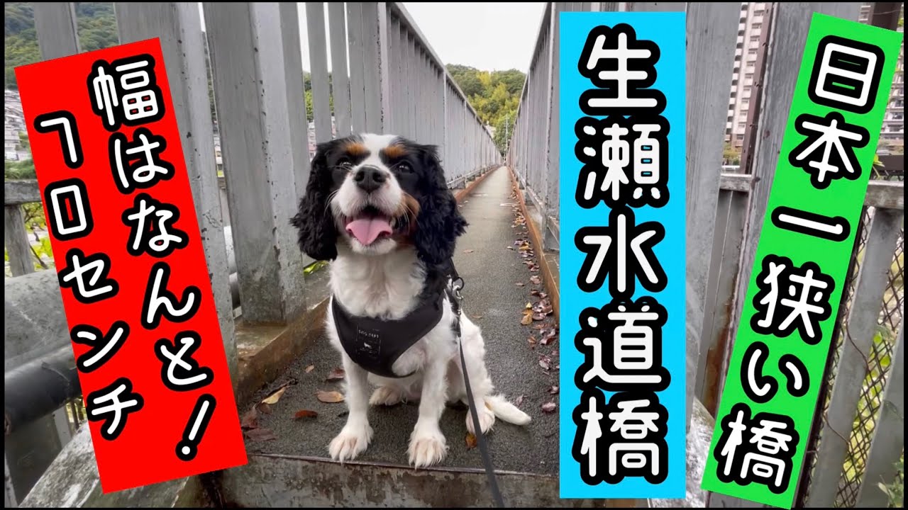 【キャバリア チーズと日本一狭い橋の生瀬水道橋に行って来た☆★】すれ違う時はカニ歩きの幅70cmの橋と渡りきった場所はウィルキンソン炭酸が生まれた場所やった！