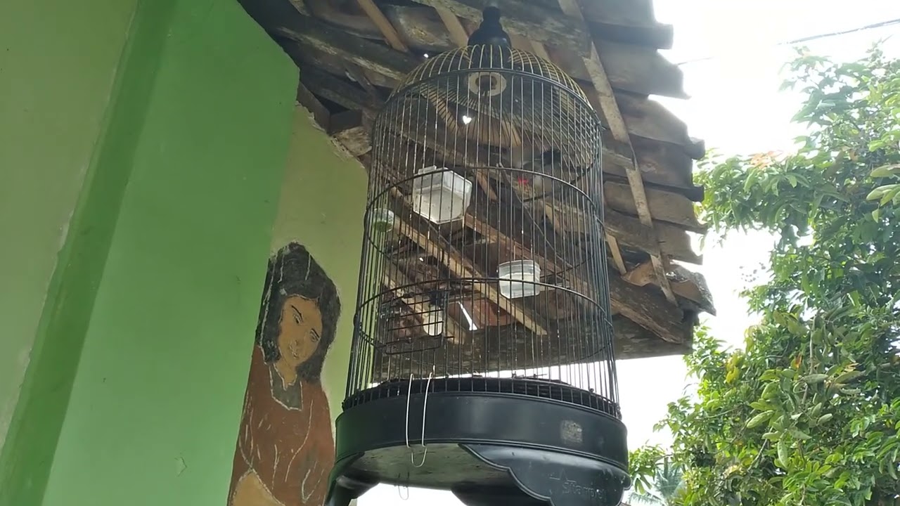Kolibri sepah raja GACOR NEMBAK❗terapi pinggir jalan untuk pancingan kolibri lainya