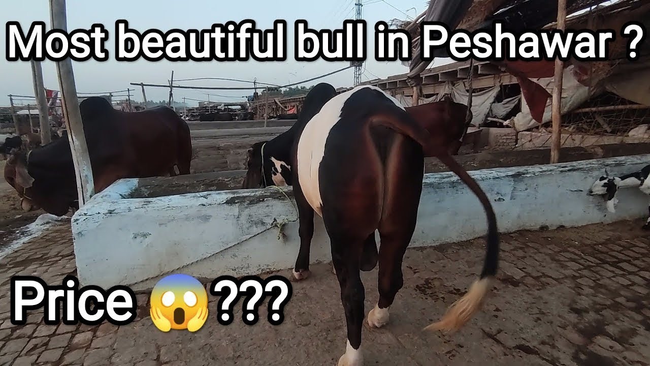 5 June 2023 Ring Road Mandi | Beauty of Peshawar | Showcase Mall