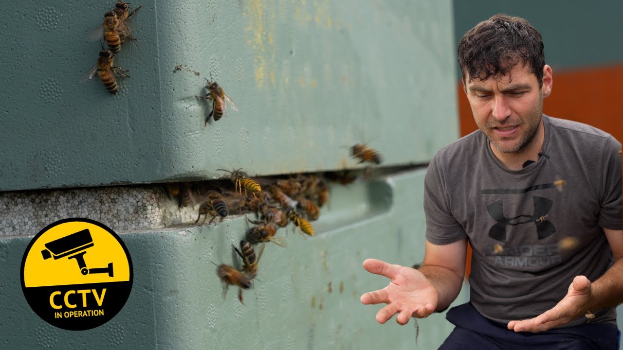 These Robbing Bees Were Attacking My Beehives