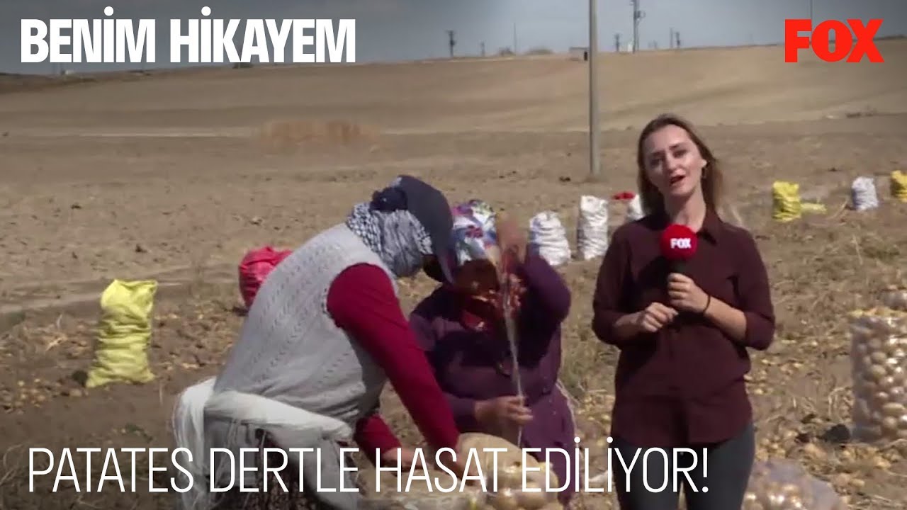 Patates dertle hasat ediliyor! - 19 Ekim 2019 FOX Ana Haber - Benim Hikayem