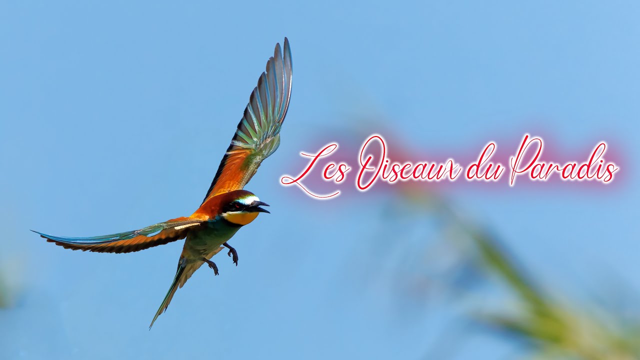 Les Oiseaux du Paradis