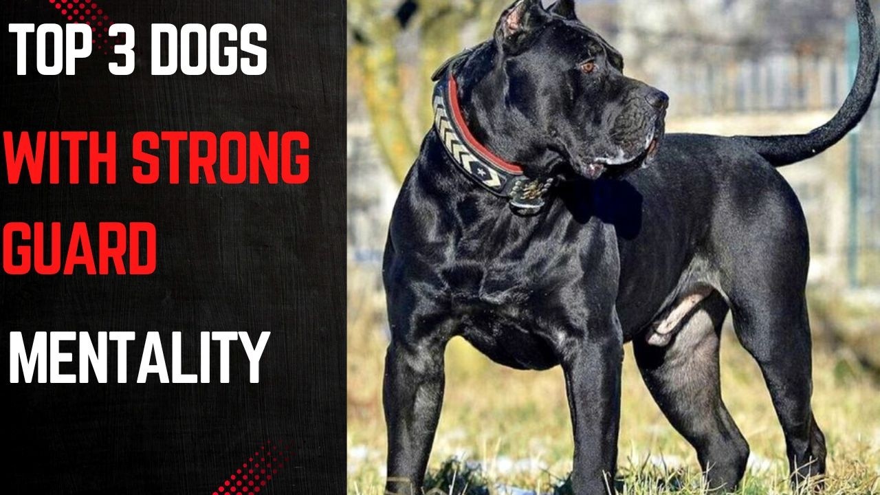 Top 3 dogs with strong guard mentality #livestreaming