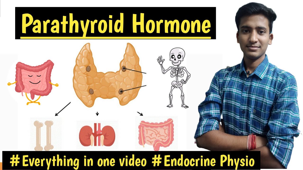 Parathyroid Hormone|| Parathyroid Gland Physiology||Endocrine Physiology || Ashish Agrawal