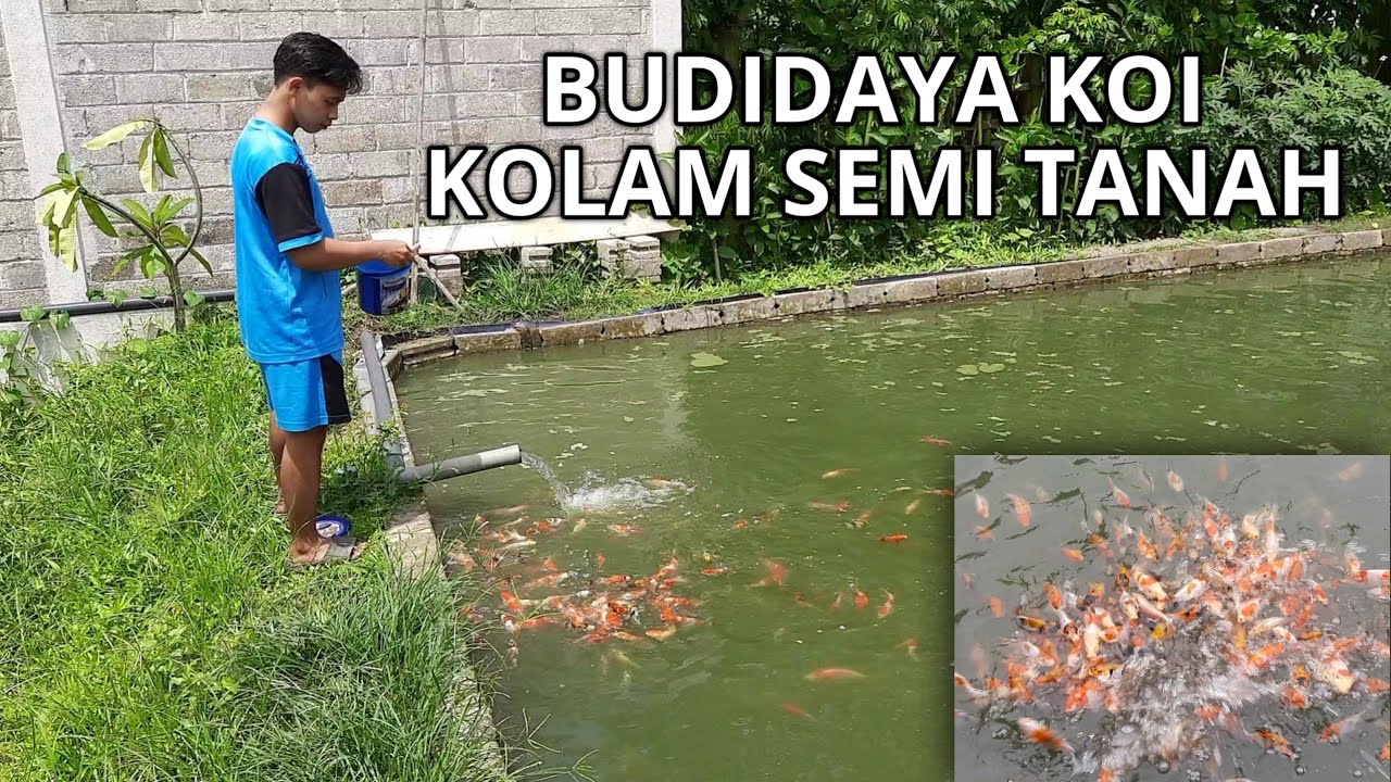 Budidaya koi kolam semi tanah | koi kolam terpal | koi tulungagung | mud pond koi | koi kolam tanah