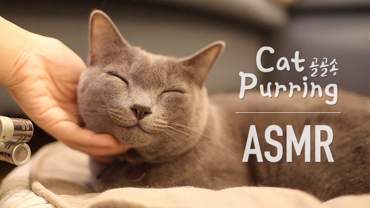 마음에 안정을 주는 고양이 골골송 ASMR (고양이 그르릉, 숨소리, 쓰다듬는 소리)