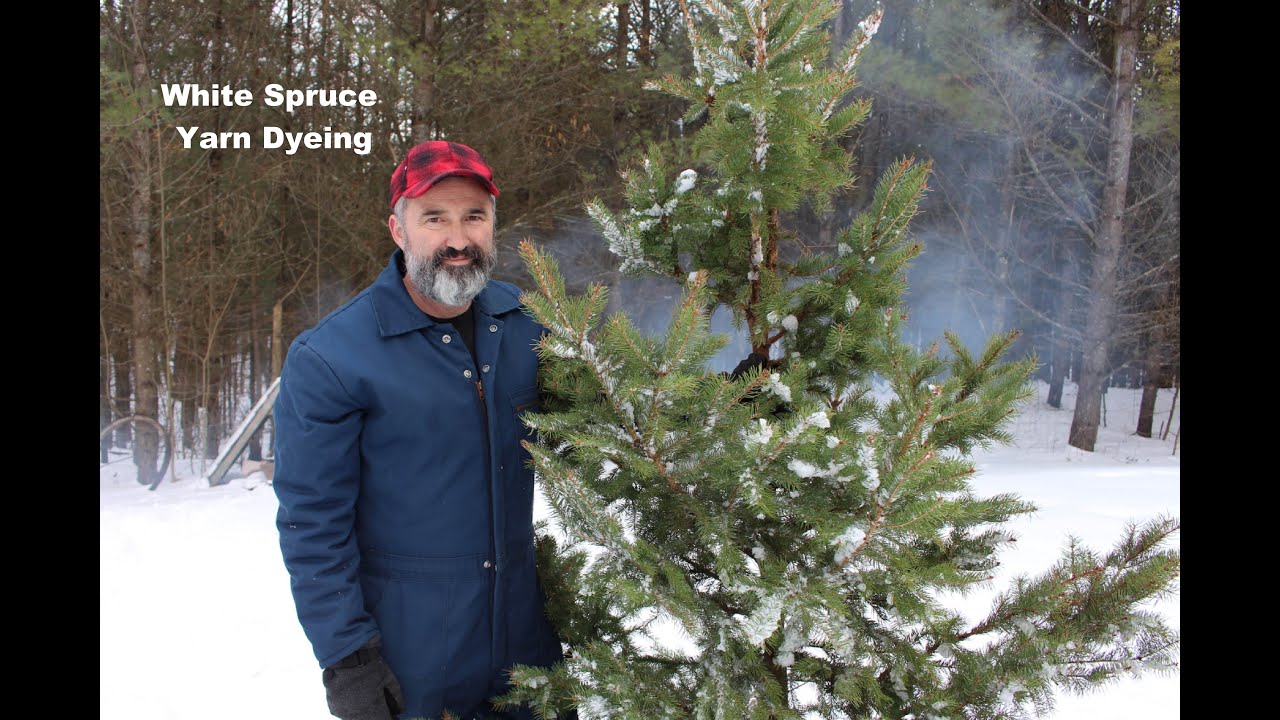 How to dye yarn with white spruce and snow.
