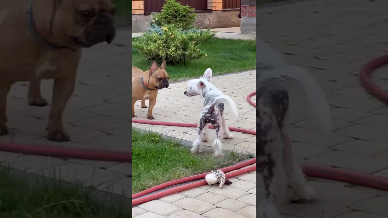 Девочки знакомятся с другой собакой