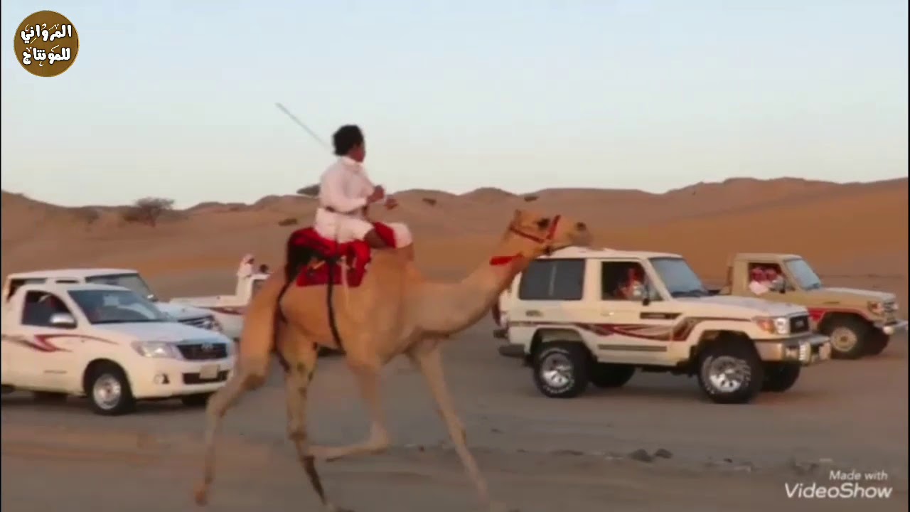سباق الأشده | الهجن العربية الأصيلة في أملج، ٢٠١٧