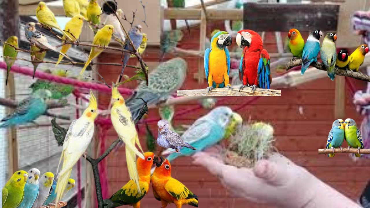 Budgies Parrots Aviary Main Azad Chor Dia 🥰 Biggest Aviary 😱 Sub Birds Bahut Disturb Ho Chkay Hain