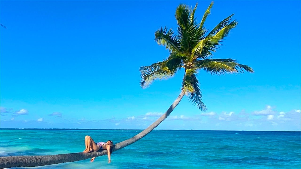 THE SHARKS & TREES OF FAKARAVA