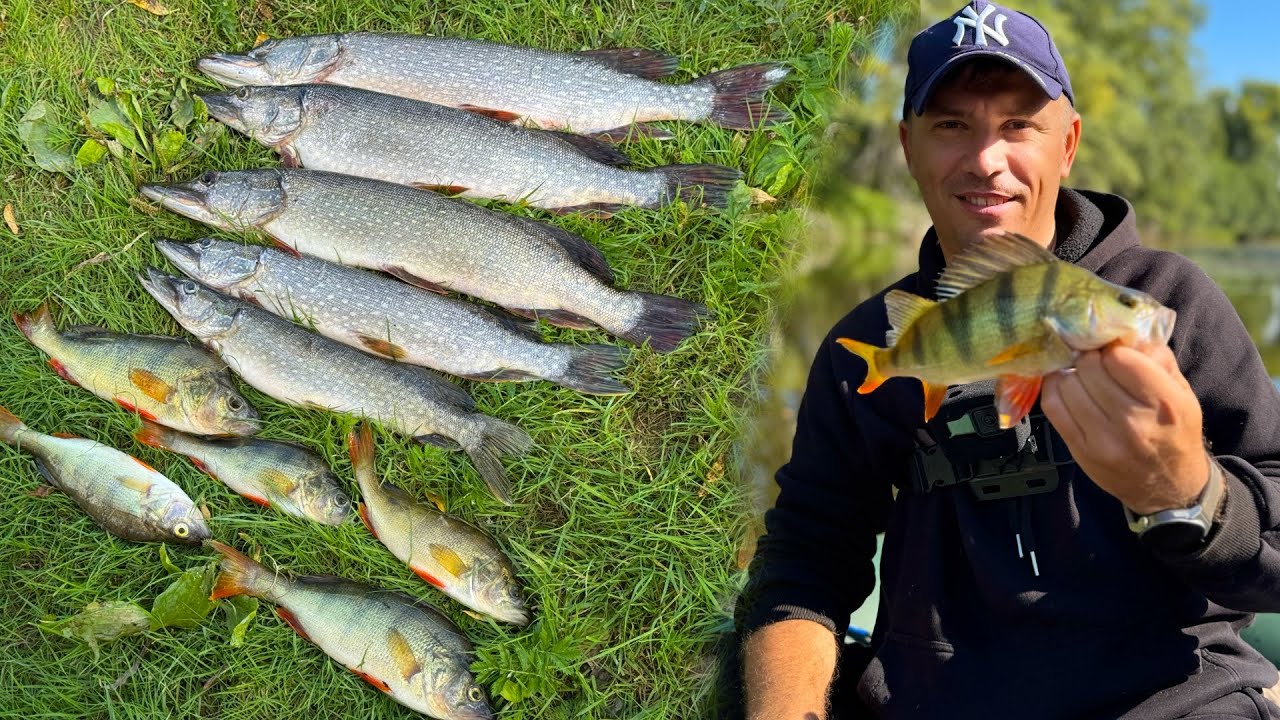 Рыбалка в новом месте. Щука, окунь. Тейл спинер рулит! #рыбалка #fishing #спиннинг