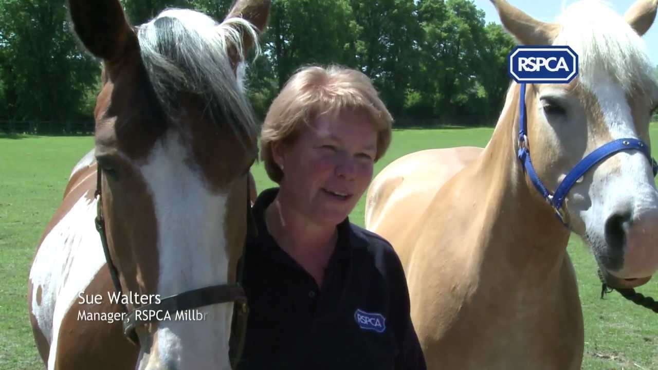 Adopting an RSPCA rescue horse