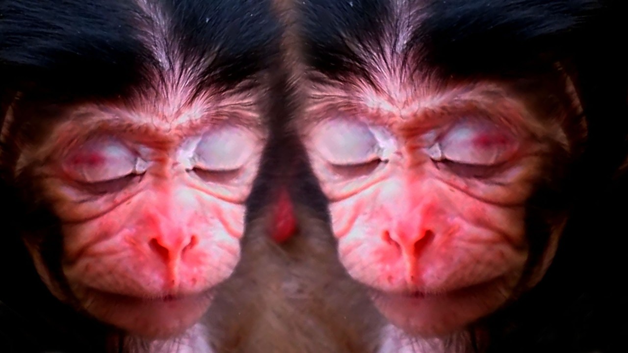 Adorable Wildlife Newborn Baby Monkey 2026, Taken The Best Care By Mommy