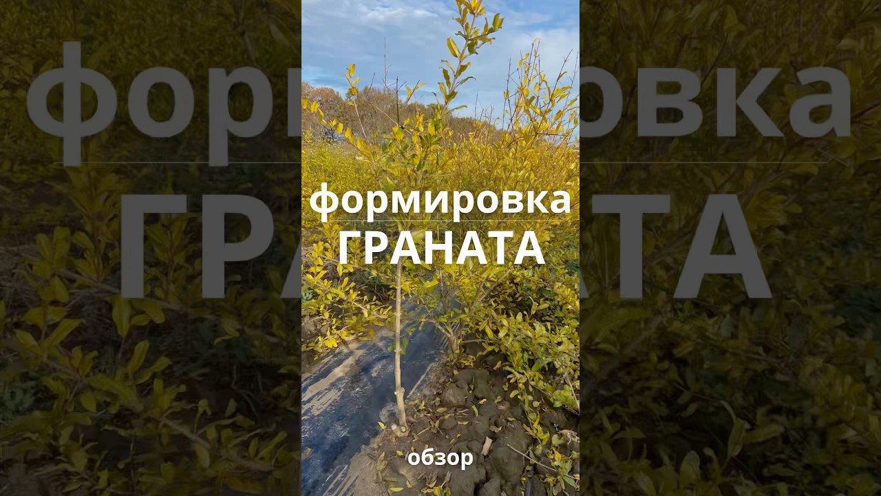 Формировка граната | обзор 💚