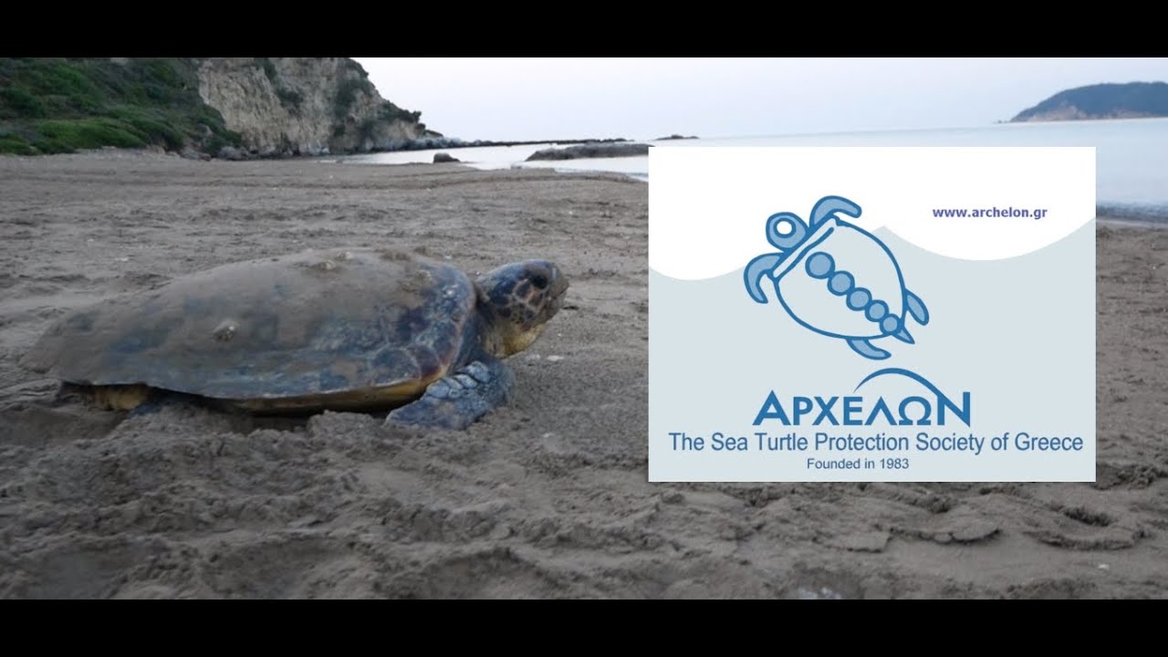 Nesting season in Zakynthos with ARCHELON