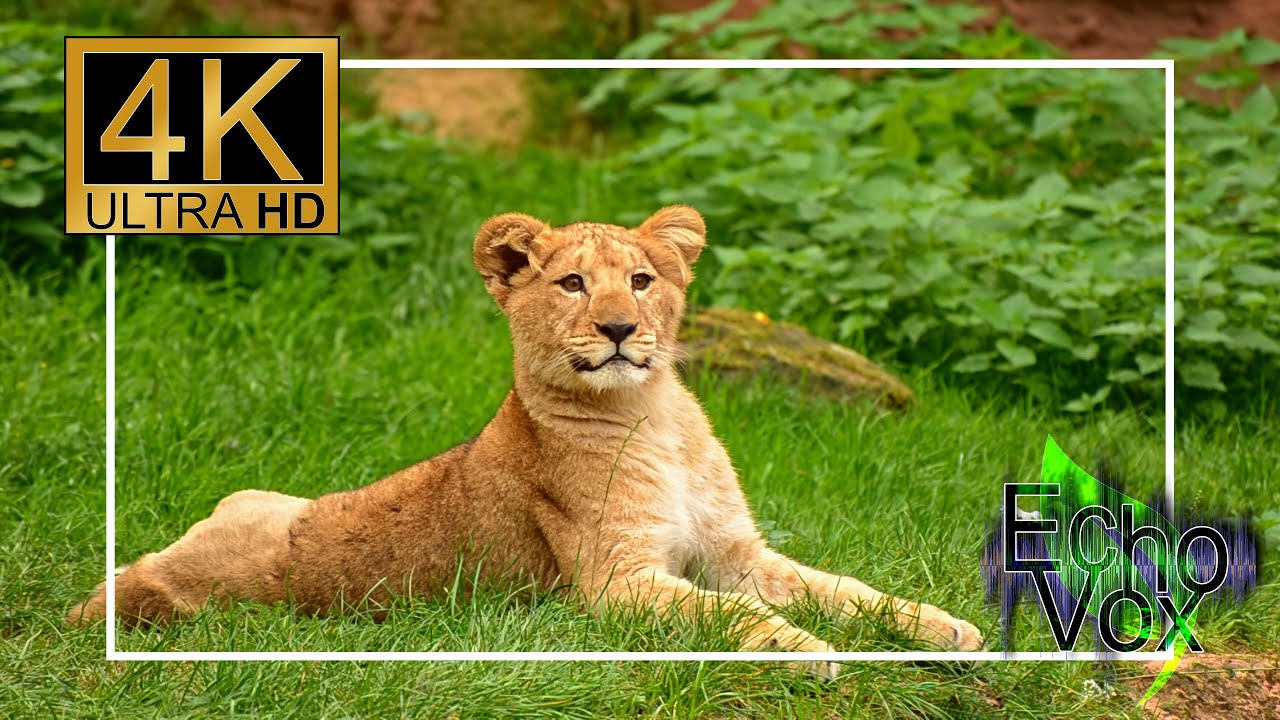 Best of lions: Relaxing nature video & soft ambient music for sleep, study, relaxation - 10 hours 4K