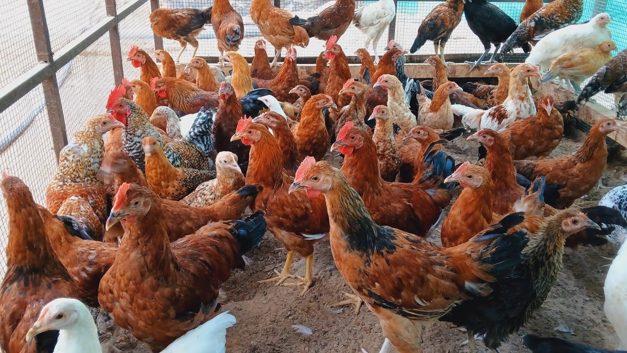 golden misri murgi farming || golden misri hen farming || golden misri hen