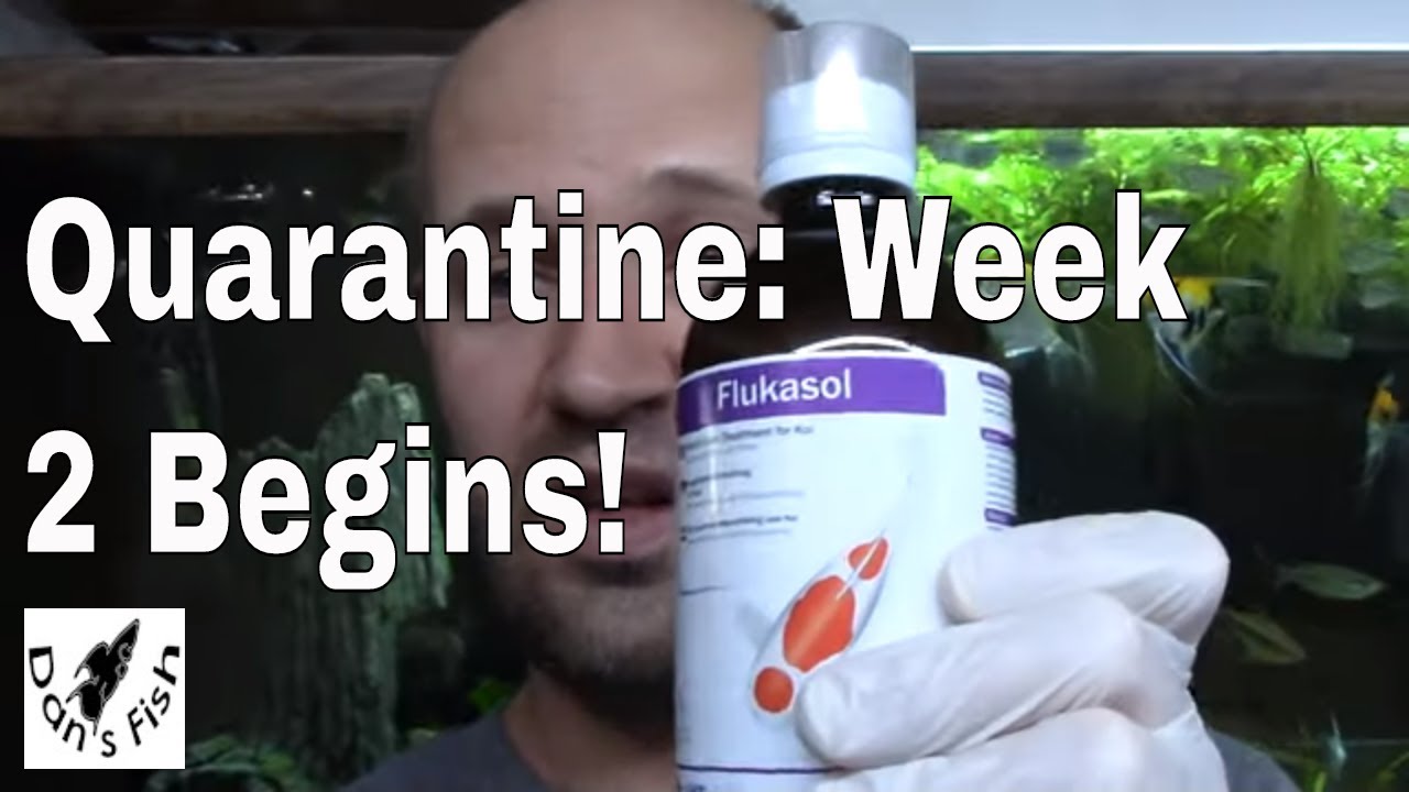 Day 8: Medicating Newly Imported Fish...Internal Parasites