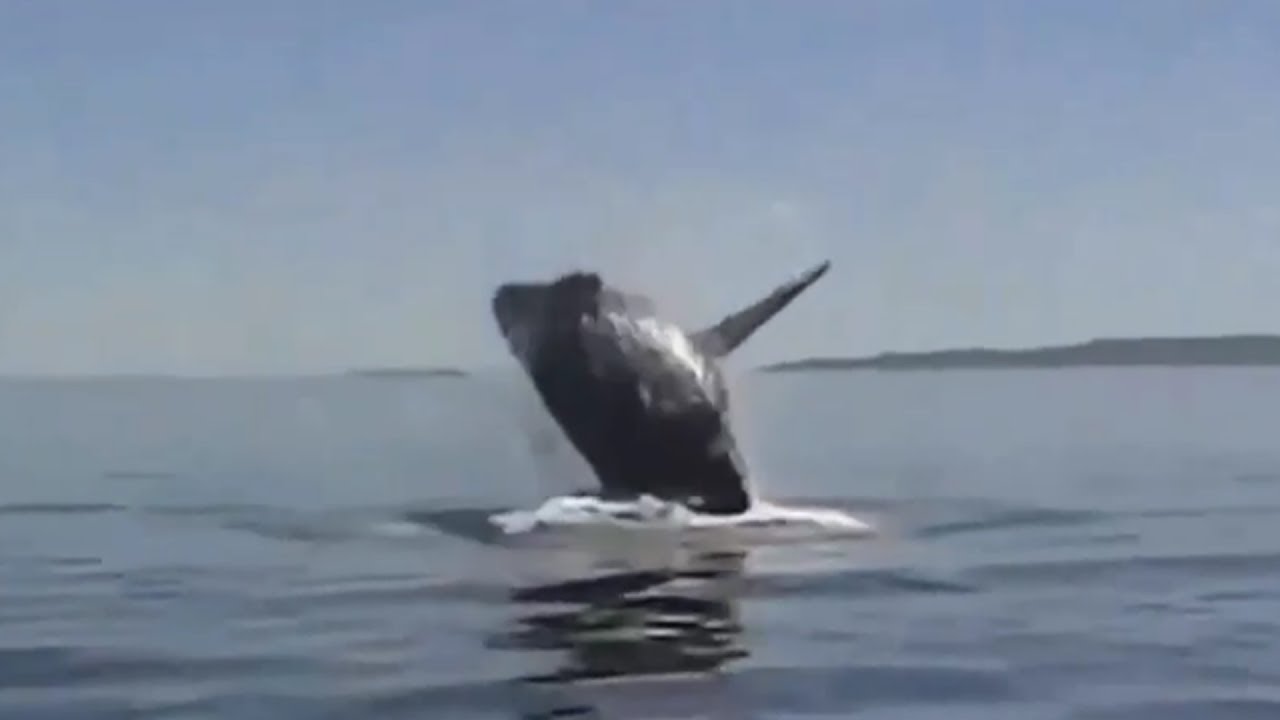 World most Shocking Video that made the whole world cry