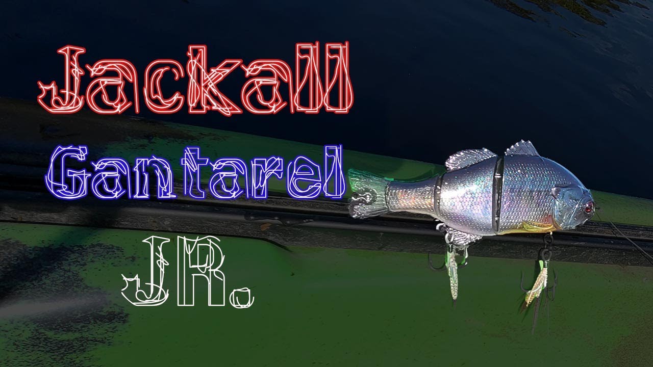 Jackall Gantarel Jr. - Serious Swimbait - 11/28/20