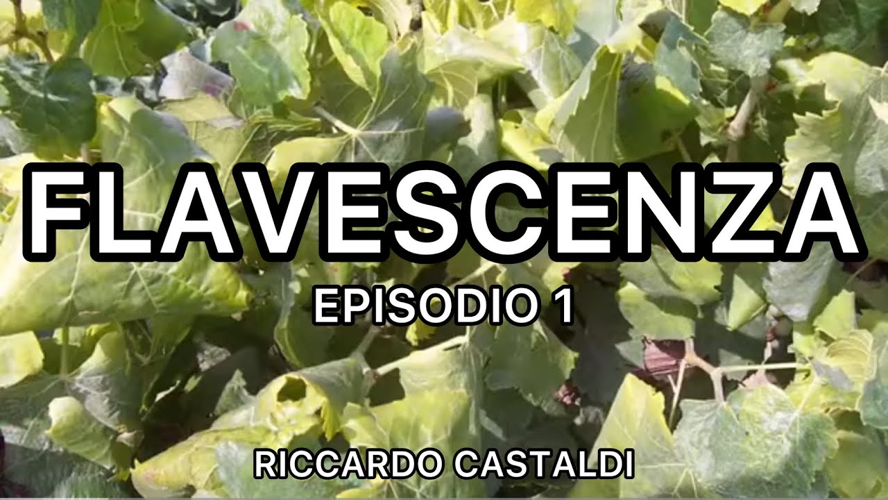 Vite. Flavescenza dorata e legno nero