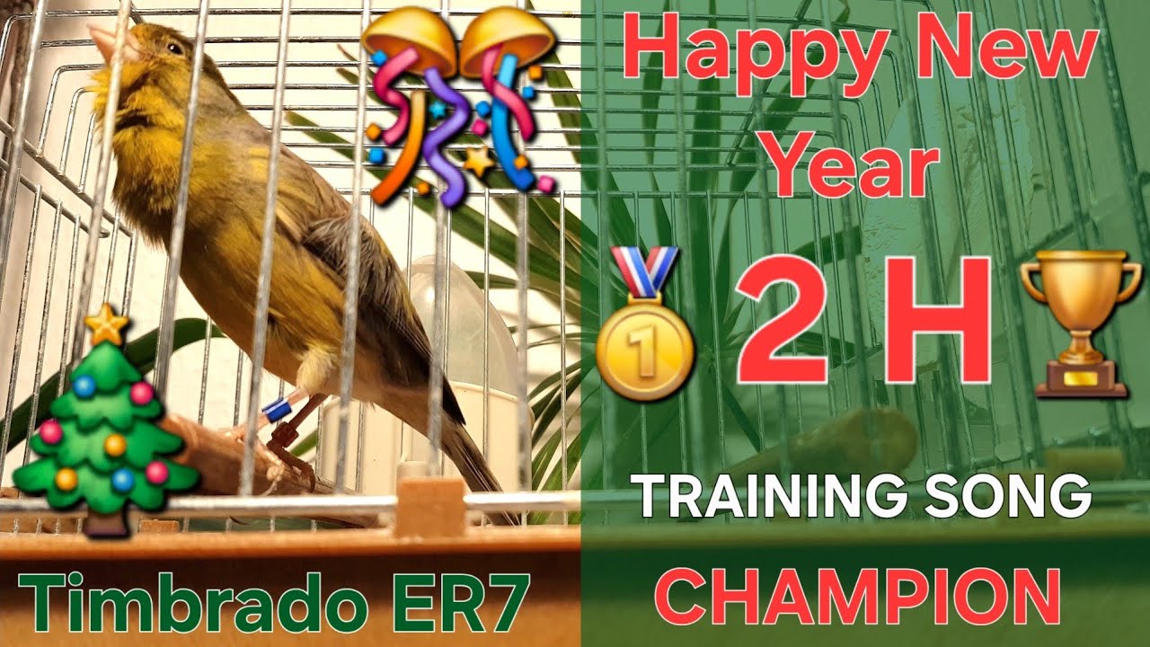 Best Champion 🏆🥇 - Canary Training Song - 2 h - Timbrado Español Clásico Original 17_12 - Full Video