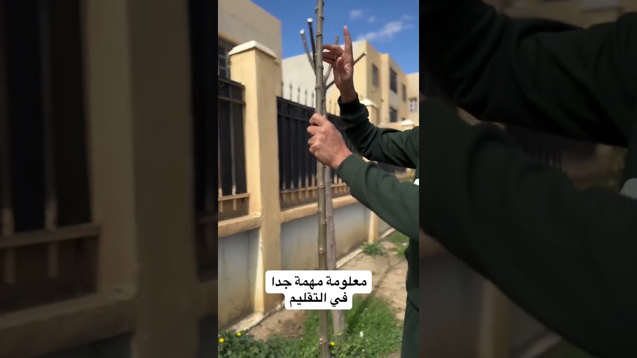 معلومة مهمة جدا في التقليم الجزائر الخضراء