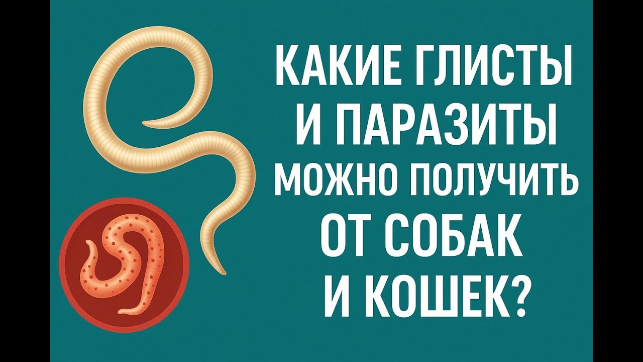 Вот какими глистами и паразитами человек может заразиться от собак и кошек и чем это грозит.