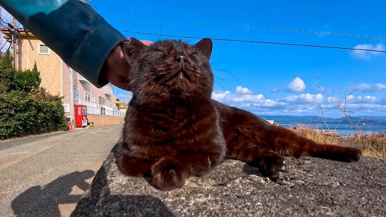 猫島の防波堤に座ったら、黒猫が当然のように隣に座ってきた話。
