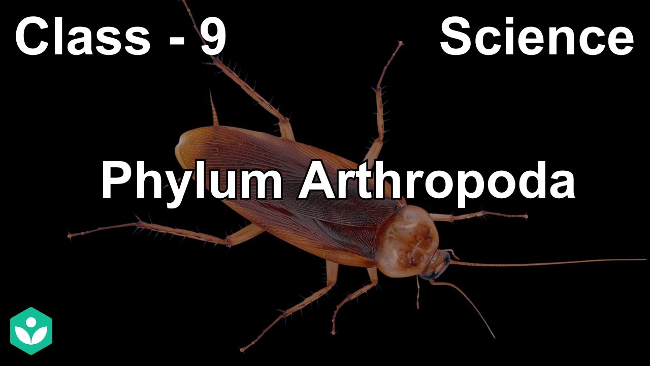 Тип Членистоногие | Разнообразие живых организмов | Биология | 9 класс | Телангана | Академия Хана