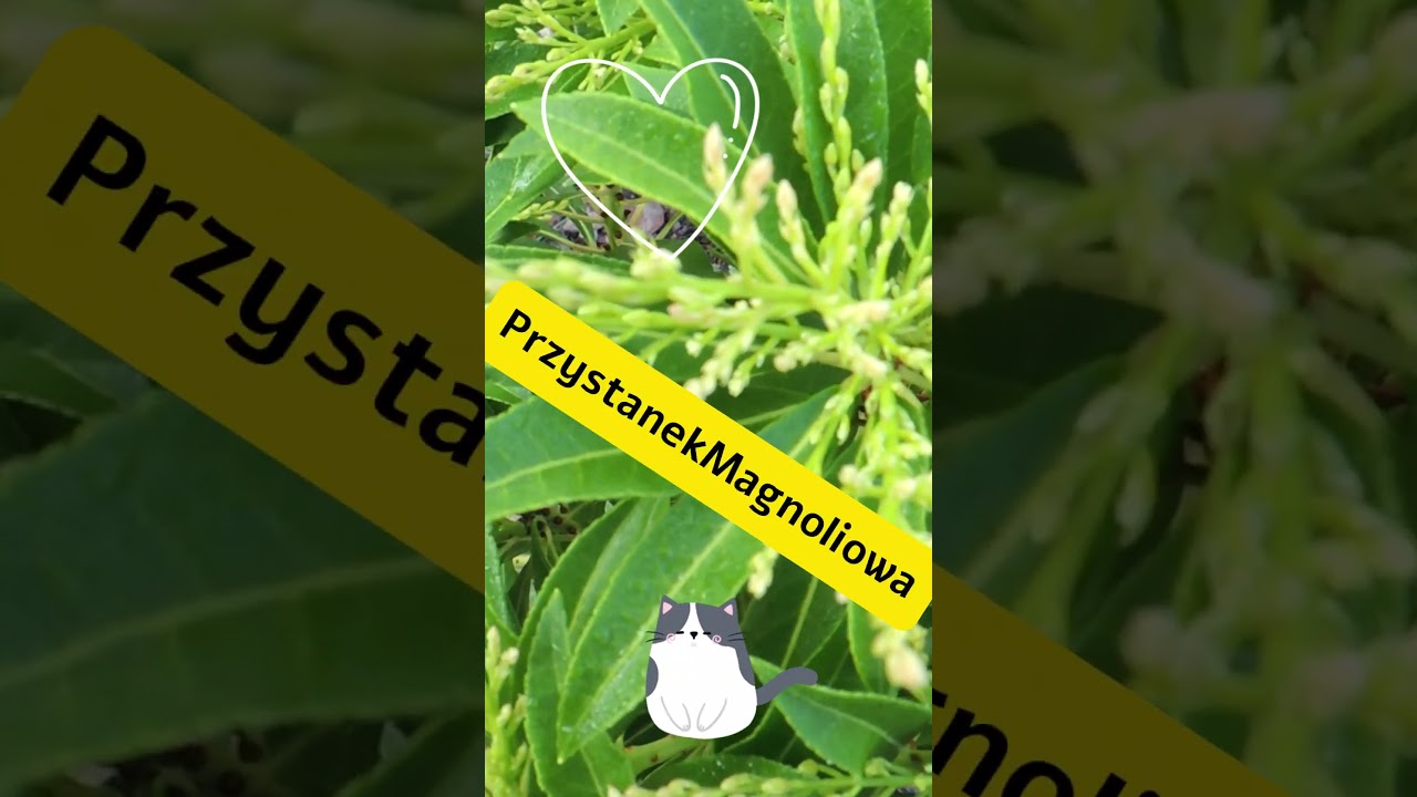 Pieris Japoński na chwilę przed pełnym rozwitem #pieris japoński #kwiaty pierisa #ogrod