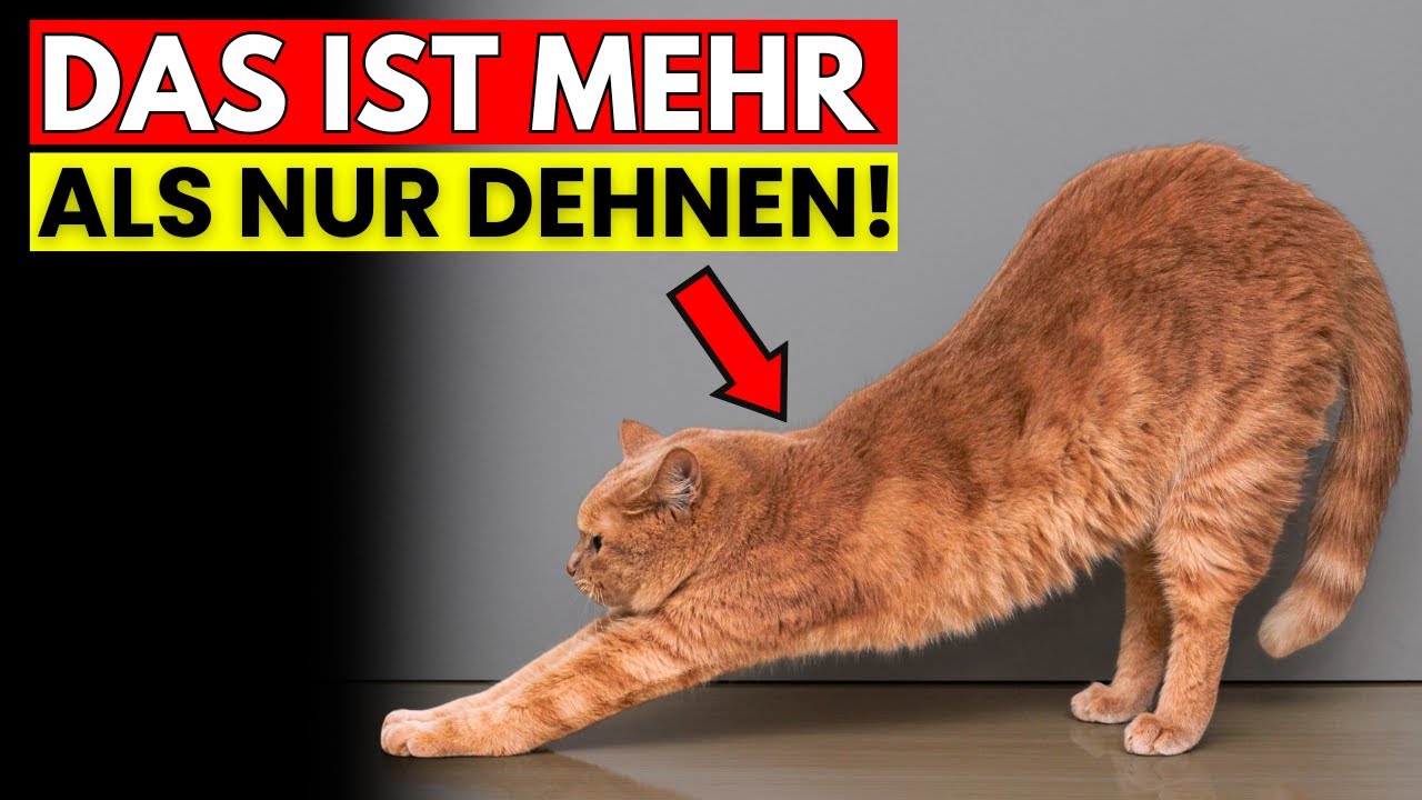 Streckt sich deine Katze, wenn sie dich sieht? Dahinter steckt ein überraschender Grund
