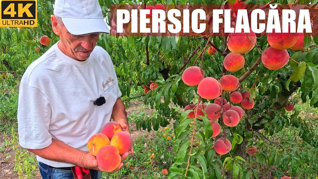 Piersicul Flacara - fructe mari si calitative cu dulceata si aroma puternica!