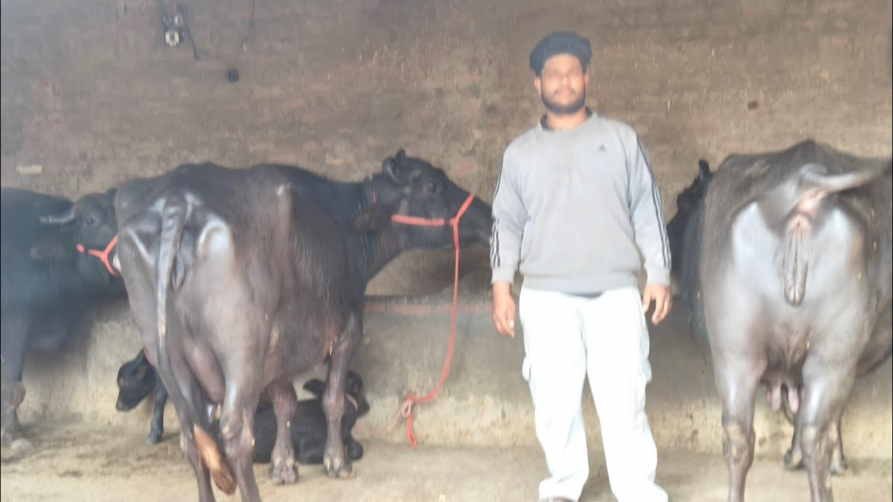 98764-77191, ਬਿਲਕੁਲ ਵਾਜਬ ਰੇਟ ਦੇ ਚਾਰ ਝੋਟੀਆਂ ਤਾਜ਼ੀਆਂ ਵਿਕਾਊ ਪਿੰਡ ਮਹਿਲ ਖੁਰਦ ਜਿਲਾ ਬਰਨਾਲਾ