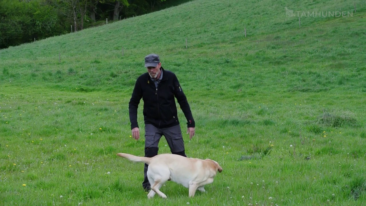 Lær din hund sit navn - Navnetræning - trin 1