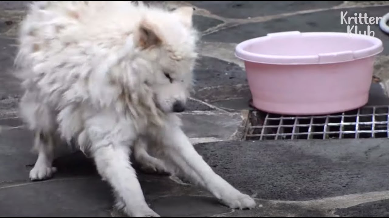 4 года с тех пор как собака увидела трагедию, случившуюся с его матерью | Криттер Клуб