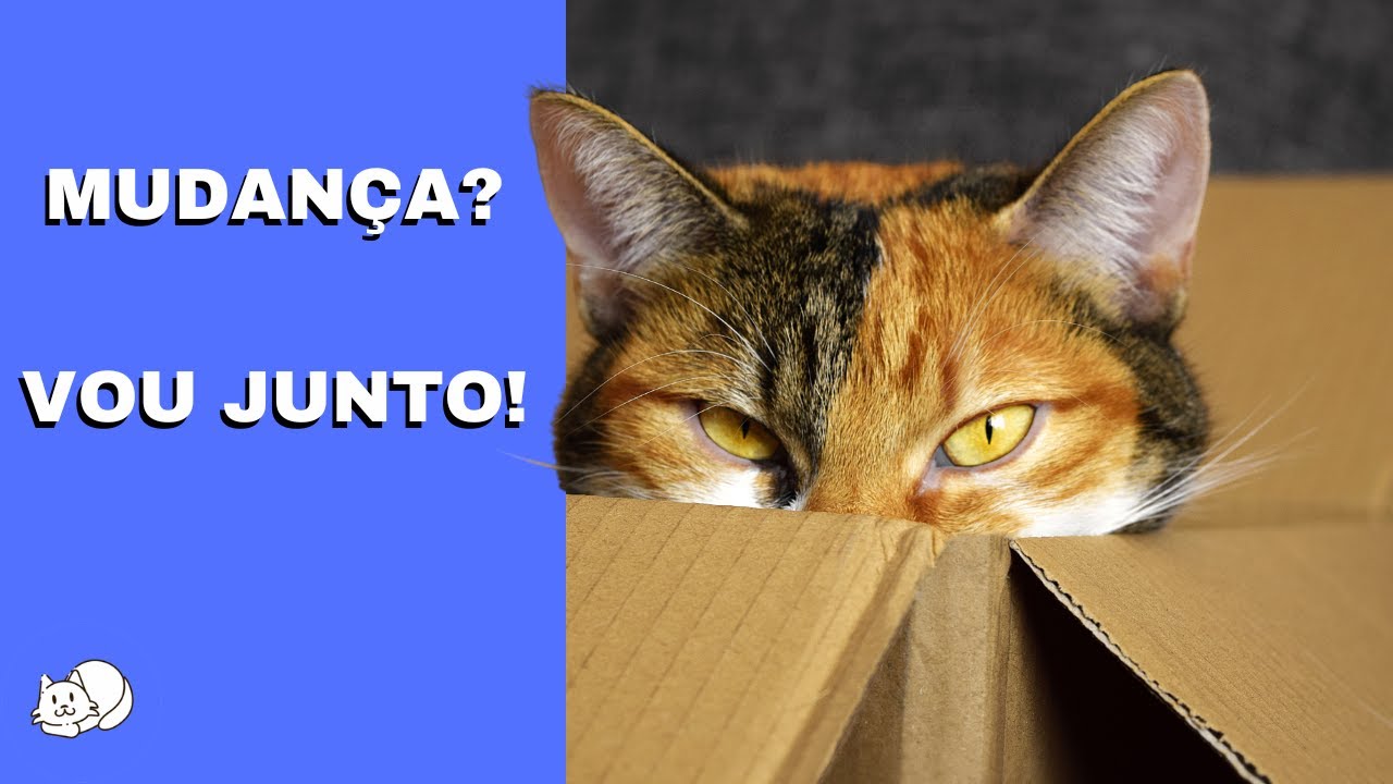 COMO MUDAR DE CASA E LEVAR O GATO JUNTO?